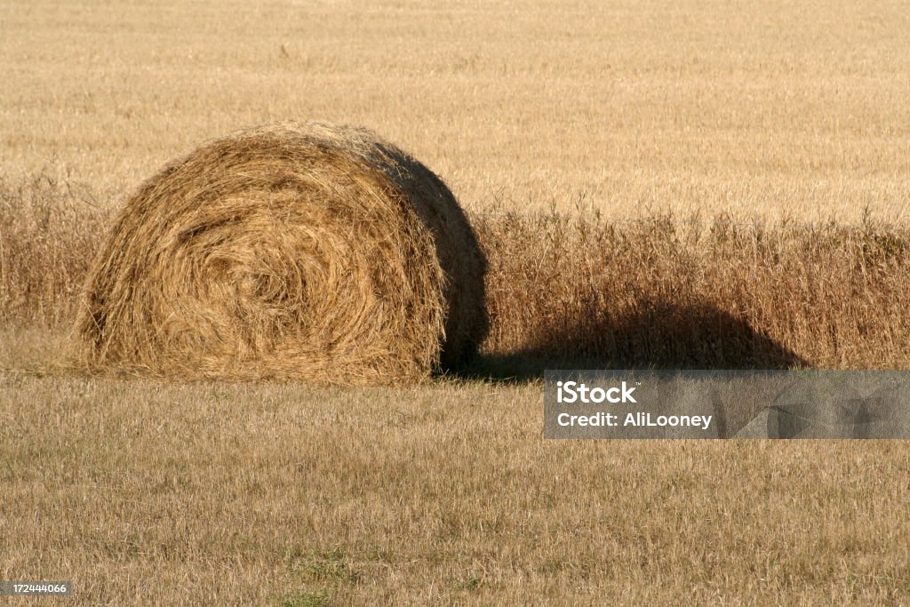 Fieno cilindro - Foto stock royalty-free di Agricoltura