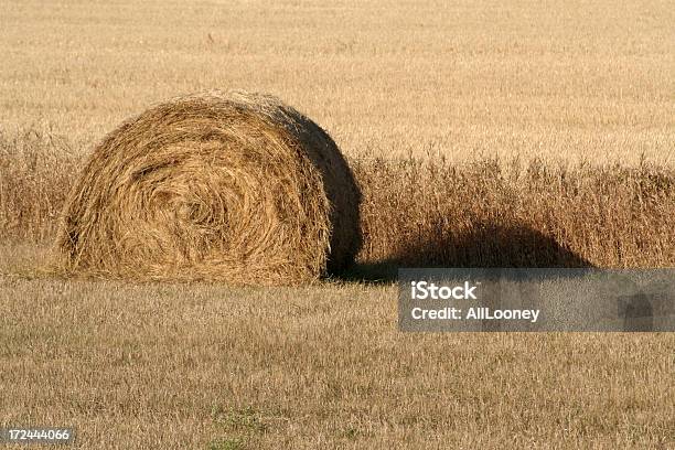 Fieno Cilindro - Fotografie stock e altre immagini di Agricoltura - Agricoltura, Cereale, Composizione orizzontale