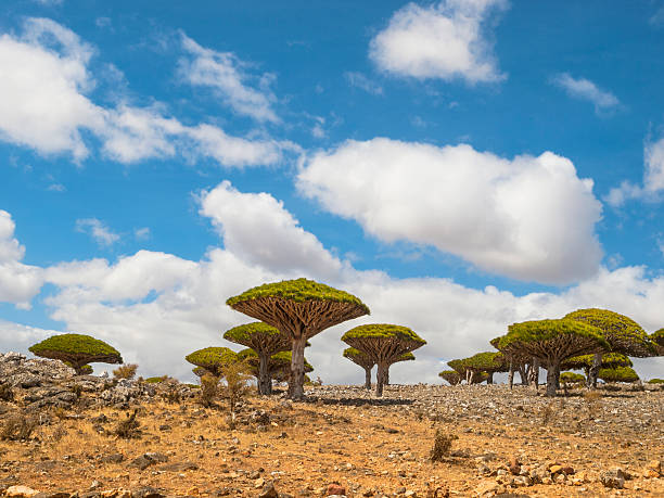 alberi di socotra - yemen foto e immagini stock