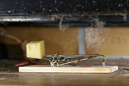 spring mousetrap with a piece of cheese located in cellar storeroom
