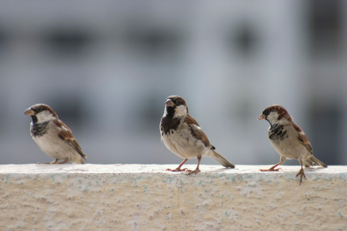 3 little Birdies