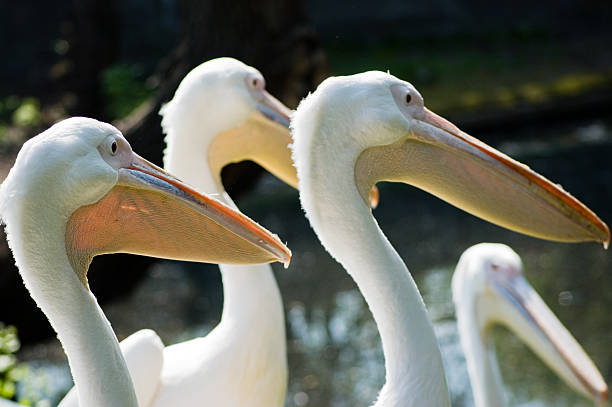 istock group of pelicans 172444460