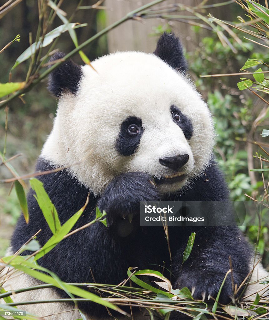 Panda gigante desiderio posa-Cina - Foto stock royalty-free di Animale