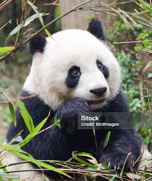 Panda Gigante Desiderio Posacina - Fotografie stock e altre immagini di Animale - Animale, Bambù - Graminacee, Chengdu