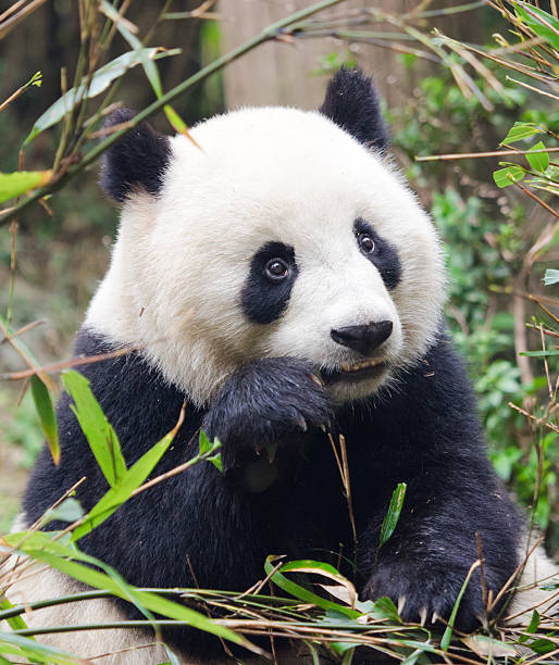 istock Giant Panda Wishing Pose - China 172444470