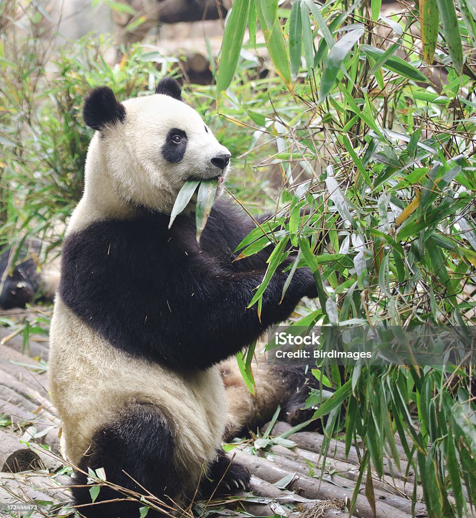 Giant Panda pozycja stojąca-Chiny - Zbiór zdjęć royalty-free (Panda)