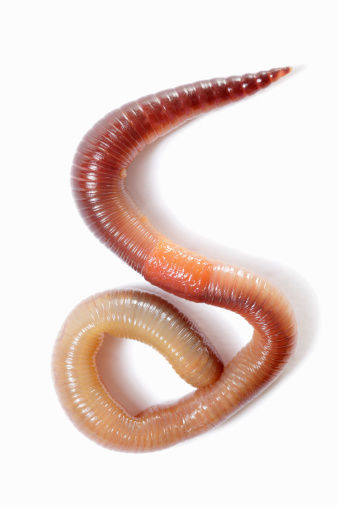 Earthworm close-up.