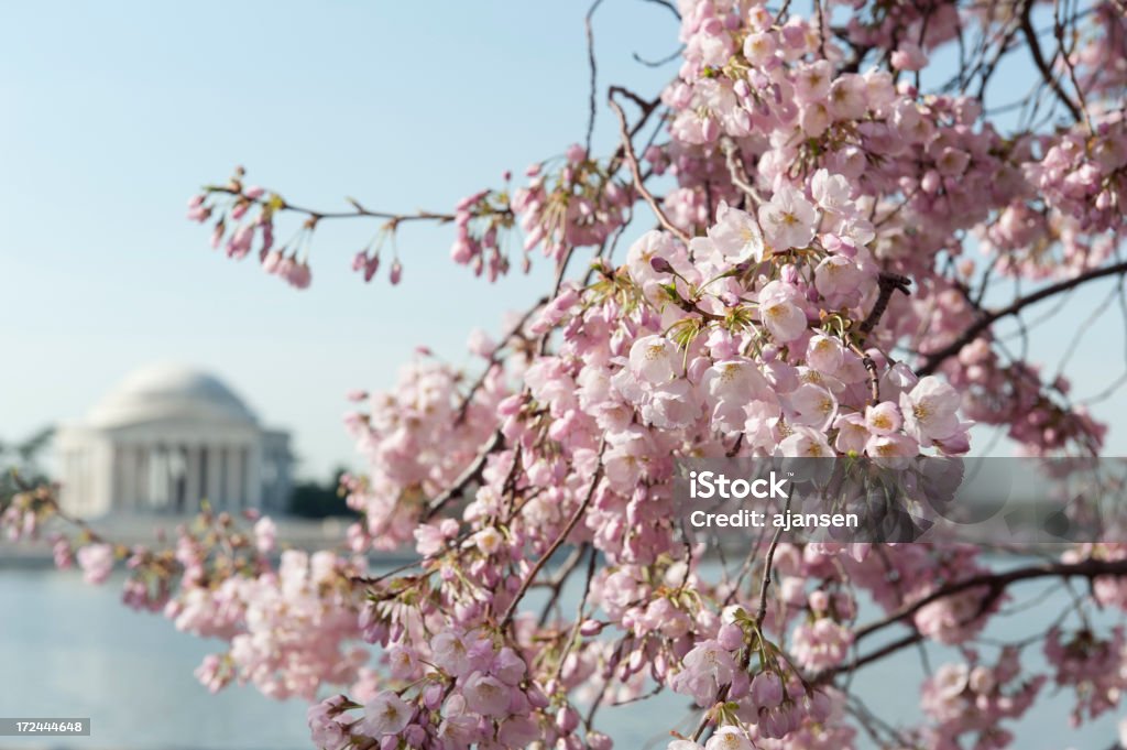 桜が��ジェファーソン記念館の焦点 - ワシントンDCのロイヤリティフリーストックフォト