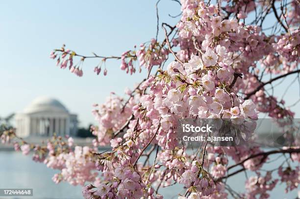 Flor De Cerejeira Com Memorial De Jefferson Fora De Foco - Fotografias de stock e mais imagens de Sakura Matsuri