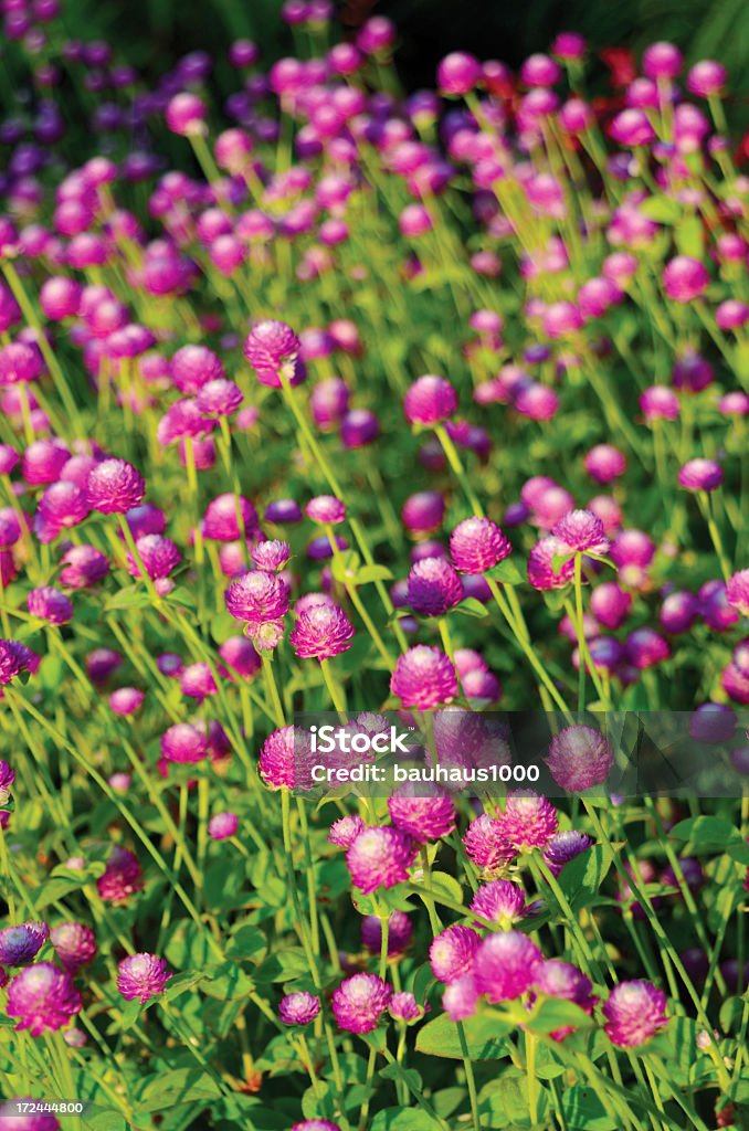 Magenta Blumen - Lizenzfrei Blume Stock-Foto