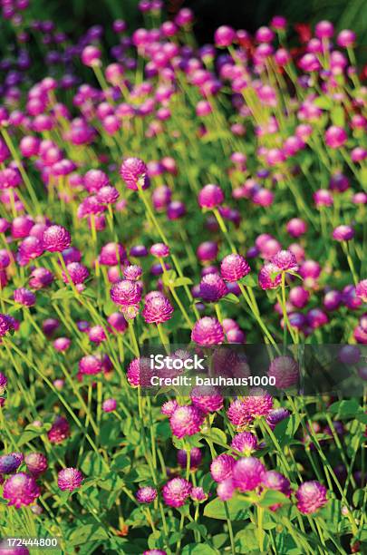 Magenta Blumen Stockfoto und mehr Bilder von Blume - Blume, Blumenbeet, Botanischer Garten