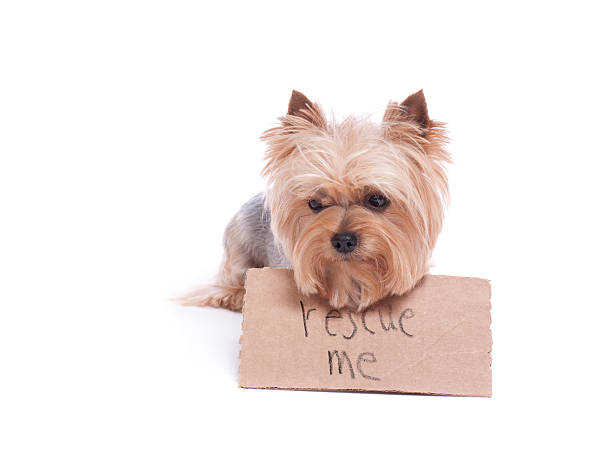 istock Yorkie holding a rescue me sign 172444925