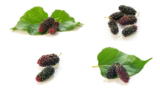 Fresh mulberry black ripe isolated on white background. Healthy fruit. Organic Mulberry fruit and green leaves. Medium shrub. Fruit provides fiber and nutrients beneficial.