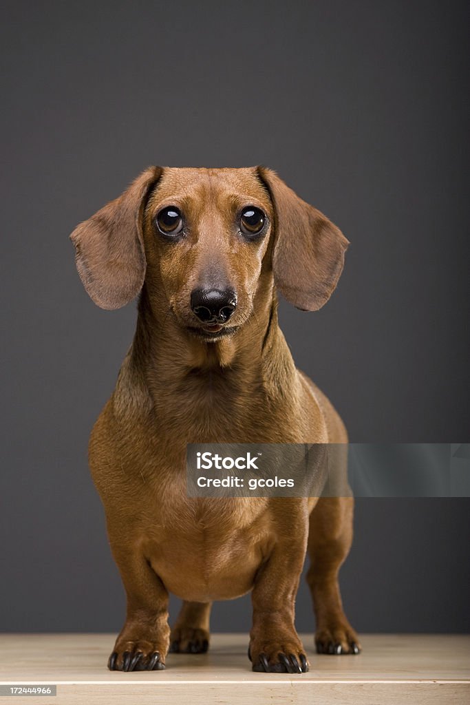 My Faithful Friend "A mature miniature dachshund male (wiener dog). He looks directly at the viewer, his tongue slightly visible under his wet nose. He has classic puppy-dog eyes. Set against neutral gray backdrop.Dachshund dog images in my portfolio:" Dog Stock Photo