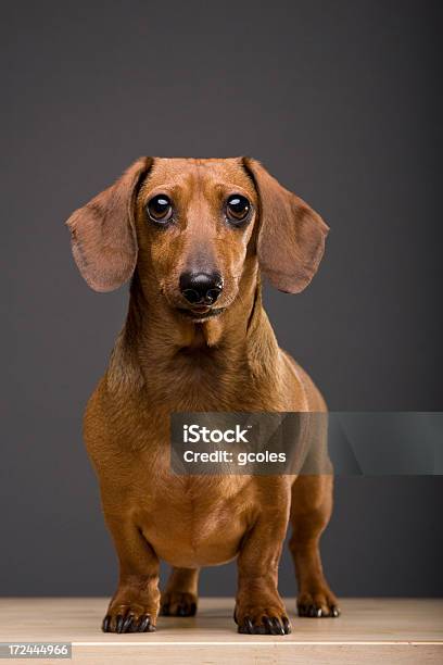 My Faithful Friend Stock Photo - Download Image Now - Dog, Gray Background, Miniature Dachshund