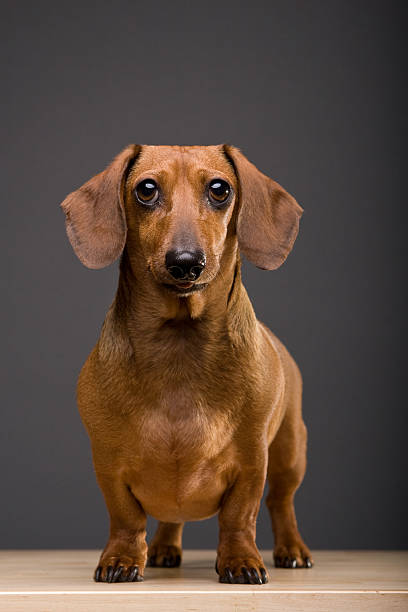 a faithful amigo - dachshund dog reliability animal imagens e fotografias de stock