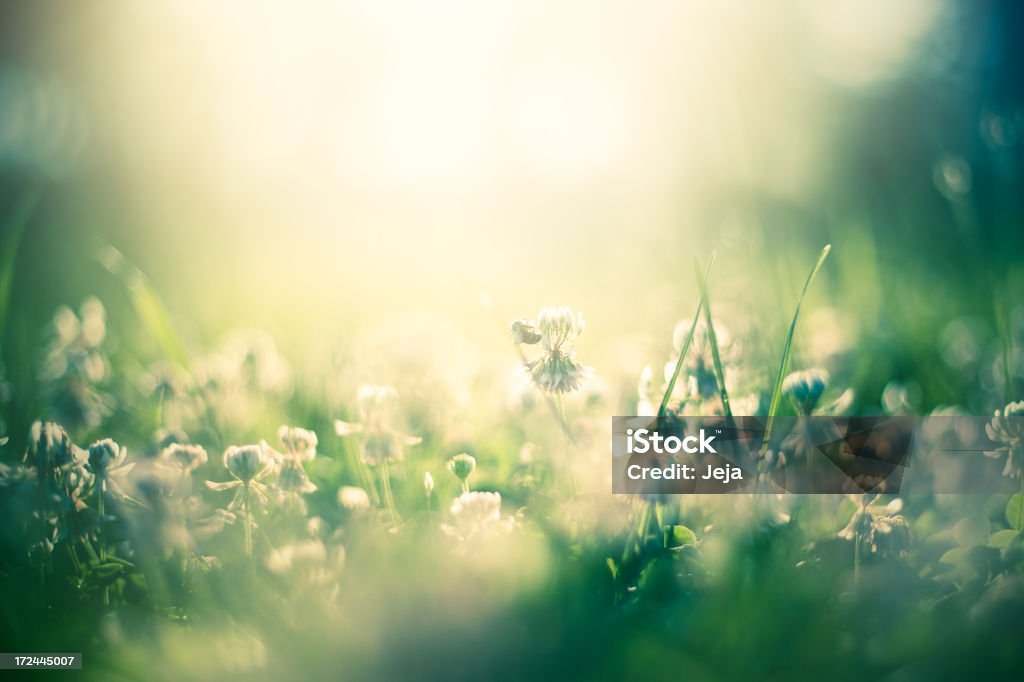 Honey bee en el campo - Foto de stock de Abeja libre de derechos