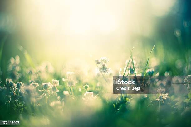 Abelha De Mel No Campo - Fotografias de stock e mais imagens de Abelha - Abelha, Abelha de mel, Agricultura