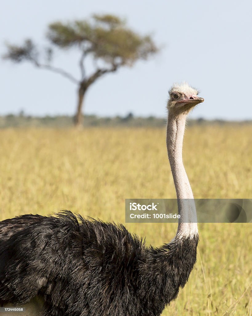 Hombre africano salvaje de avestruces y Acacia - Foto de stock de Acacia libre de derechos