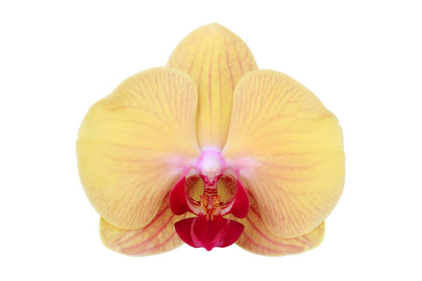 Blooming Yellow Phalaenopsis Orchid Flower Isolated on White Background with Clipping Path