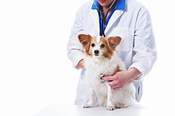istock Veterinarian with Dog 172445293