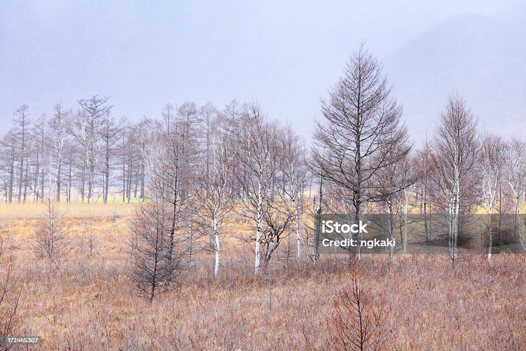 Plateau en hiver - Photo de Arbre libre de droits