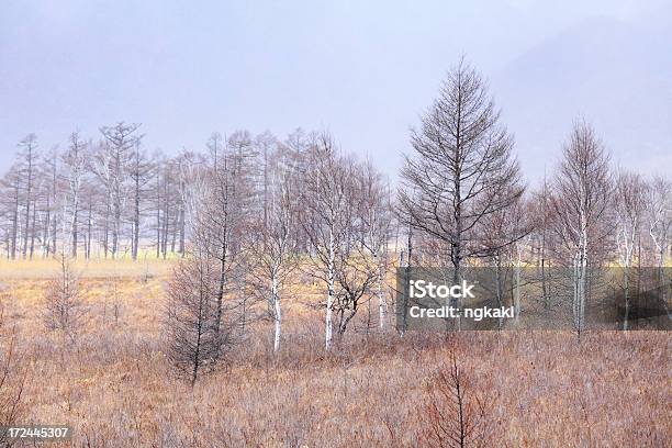 Plateau In Inverno - Fotografie stock e altre immagini di Albero - Albero, Altopiano, Ambientazione esterna