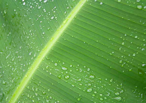 Water Droplets Beading Up On Green Palm Frond macro