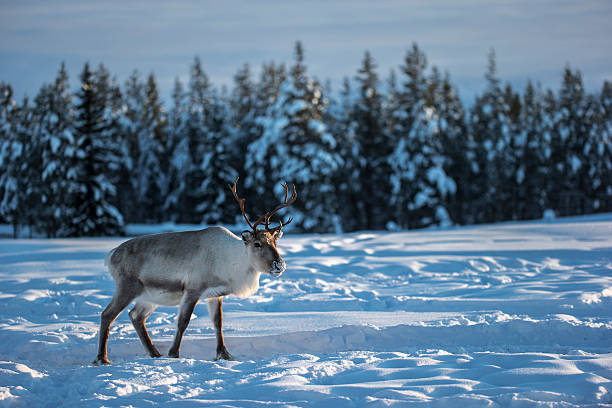 Caribou stock photo