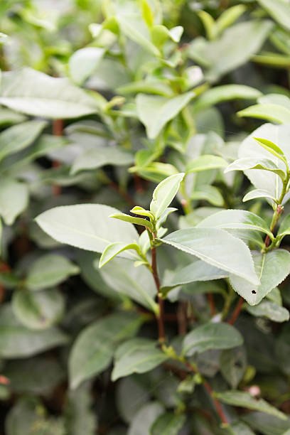istock Tea Plantation in Thailand 172445767