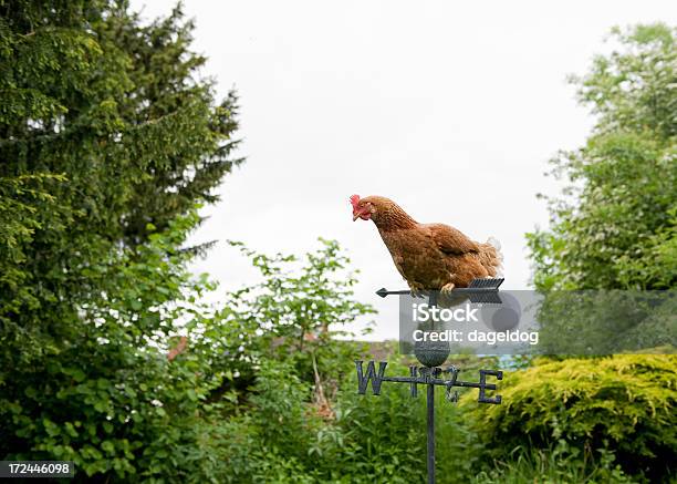 Photo libre de droit de Vent De Louest banque d'images et plus d'images libres de droit de Angleterre - Angleterre, Poulet - Volaille domestique, Comté de Shrop