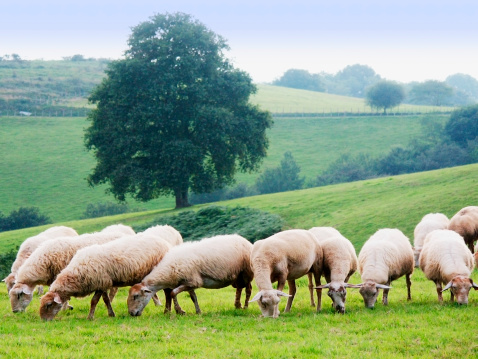 flock of sheep and lambs grazing in the field, mother sheep and baby lamb together,