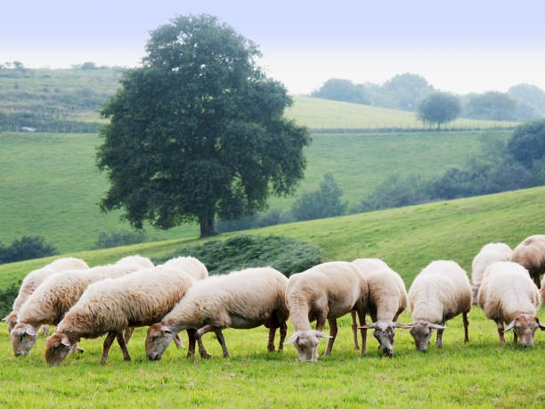 país basco - cordeiro animal imagens e fotografias de stock
