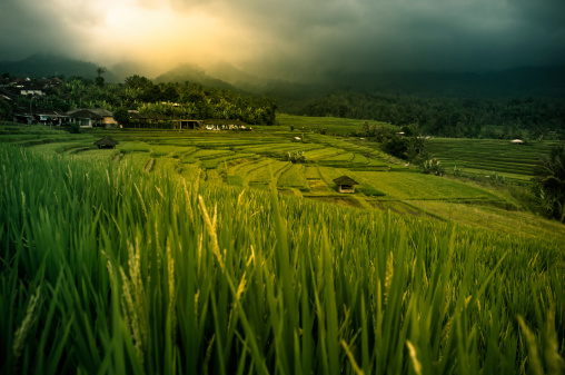 Agriculture: Rice terraces in Bali. Dramatic light...