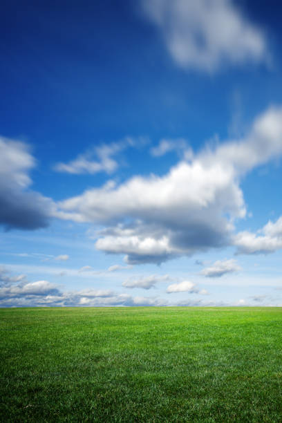 istock Green field of grass under blue summer sky 172446282