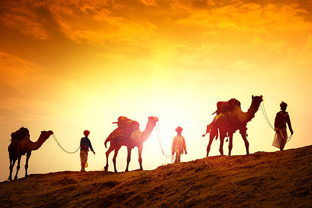 piloti cammello nel deserto - india travel journey camel foto e immagini stock