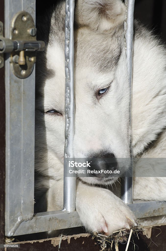 Retrato da tristeza sleepy com trenó puxado por cães na jaula - Foto de stock de Coração partido royalty-free