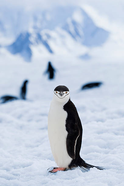 antarktis zügelpinguin im schnee landschaft - penguin chinstrap penguin antarctic peninsula ice floe stock-fotos und bilder