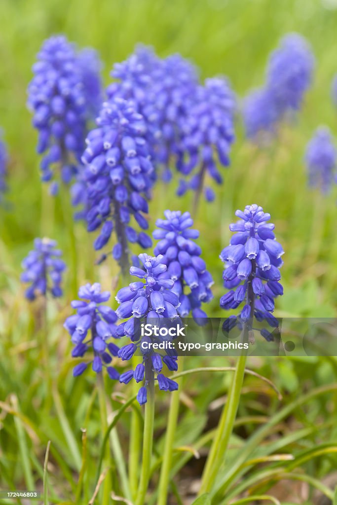 Muscari (Muscari - Photo de Arbre en fleurs libre de droits