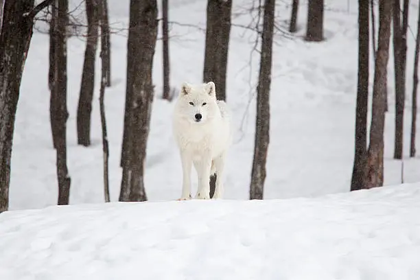 white arctic wolf on a snowy, winter day in a wood