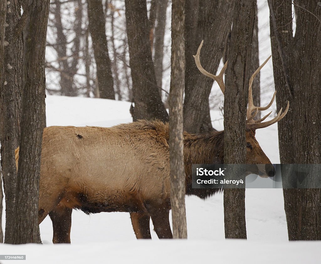 elk peeping out - Lizenzfrei Baum Stock-Foto