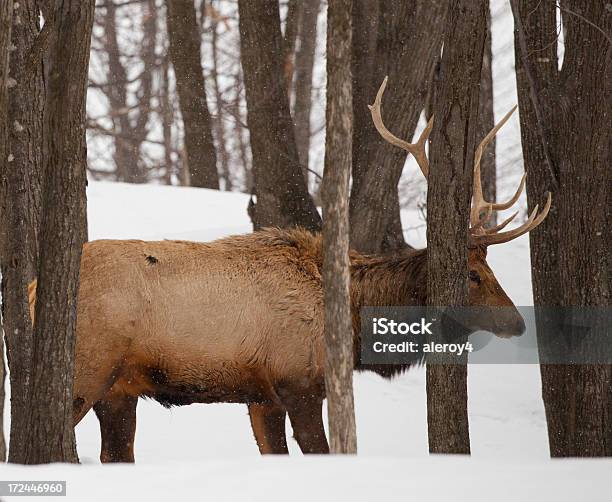 Elk Peeping Out Stockfoto und mehr Bilder von Baum - Baum, Fotografie, Horizontal