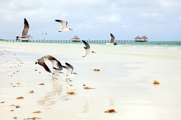 istock Seagulls feeding on the beautiful tropical beach 172447042