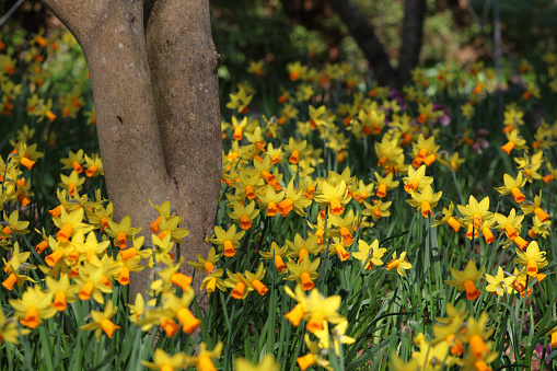 Yellow and orange trumpet Narcissus daffodils  Jetfire in flower.