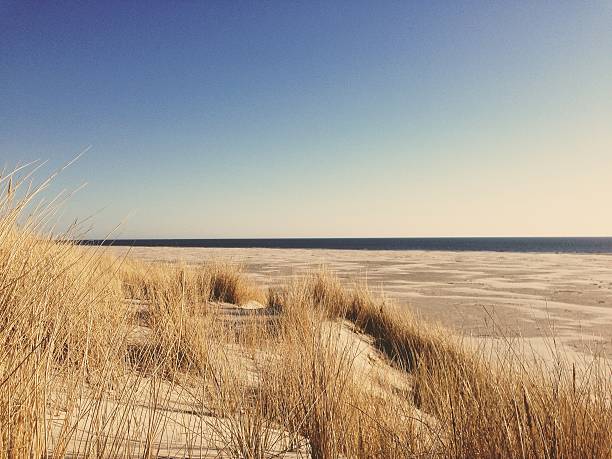 paesaggio di duna - amrum summer spring island foto e immagini stock
