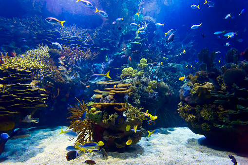 Multicoloured fish species and corals in a large fish tank.