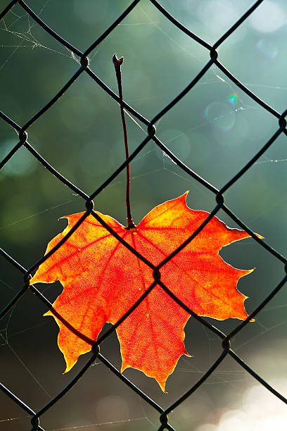 hojas de otoño en valla de conexión de cadena - chainlink fence fence leaf leaf vein fotografías e imágenes de stock