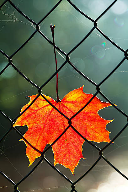 秋の葉のチェーンリンクフェンス - chainlink fence fence leaf leaf vein ストックフォトと画像