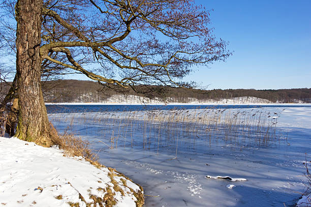 paisaje de invierno, lago werbellinsee - hubertusstock fotografías e imágenes de stock