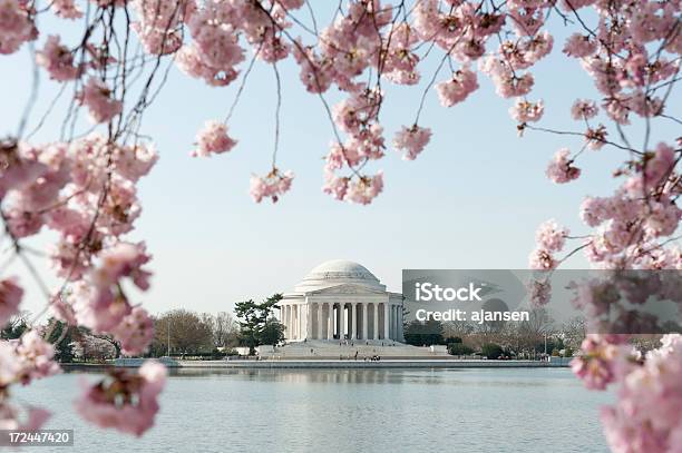 ジェファーソン記念館桜の焦点 - ワシントンDCのストックフォトや画像を多数ご用意 - ワシントンDC, 桜祭り, アメリカ合衆国